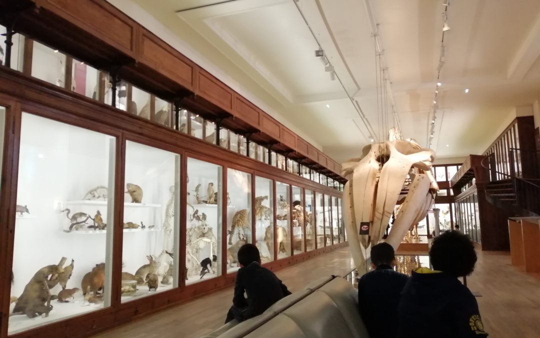 Sortie au muséum d’histoire naturelle